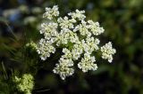 Chaerophyllum bulbosum