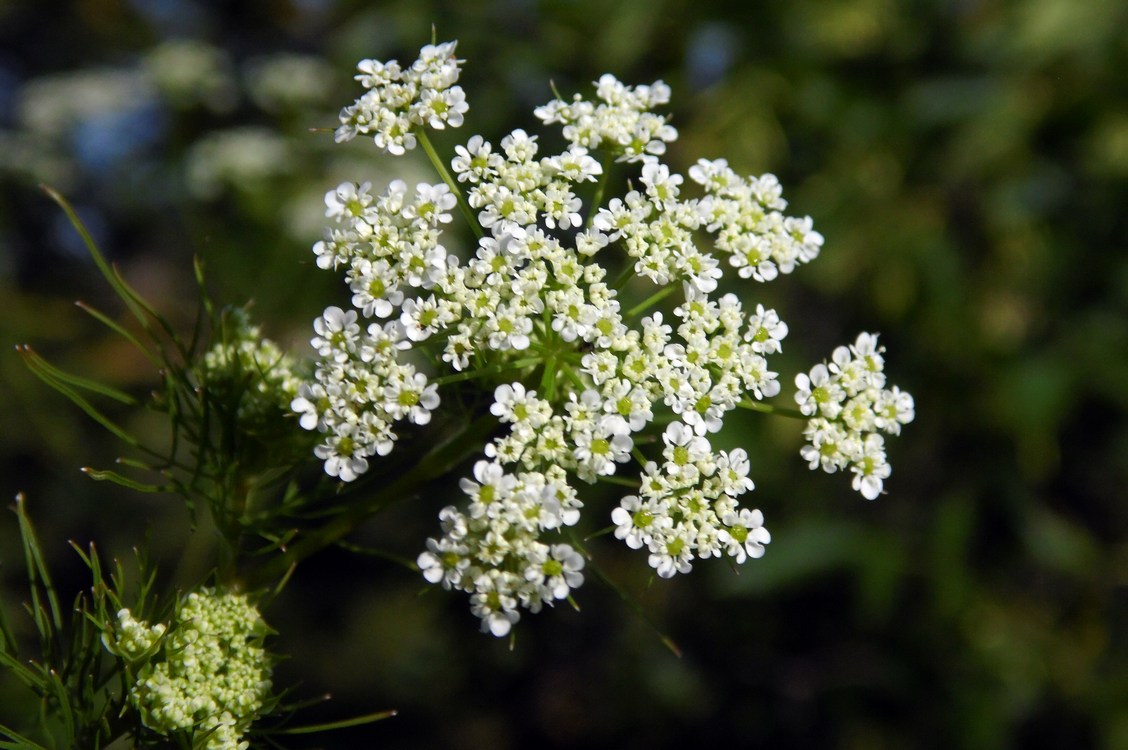 Изображение особи Chaerophyllum bulbosum.