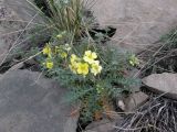 Chorispora sibirica. Цветущее растение. Республика Хакасия, Алтайский р-н, гора Самохвал. 1 мая 2013 г.