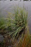 Carex rostrata