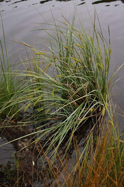 Image of Carex rostrata specimen.