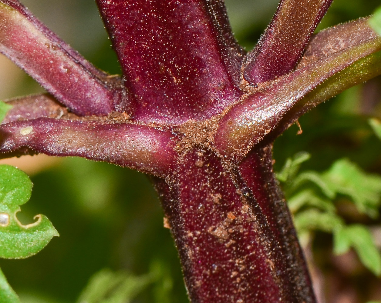 Изображение особи Scrophularia rubricaulis.