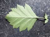 genus Crataegus. Нижняя поверхность листа. Мурманск, сквер перед ДК им. Кирова. 22.07.2016.