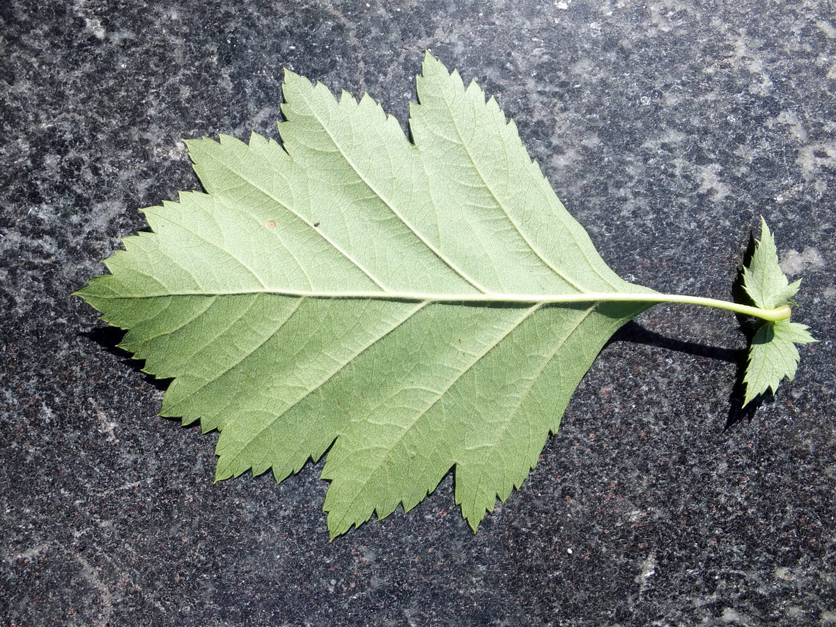 Image of genus Crataegus specimen.