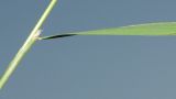 Agrostis gigantea