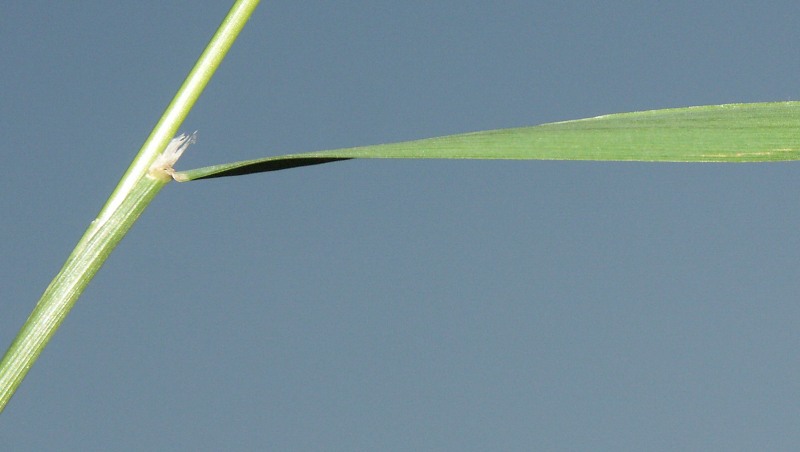 Изображение особи Agrostis gigantea.