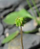 Hydrocotyle ramiflora. Соцветие. Краснодарский край, окр. Красной Поляны, обочина небольшой дороги. 01.08.2016.