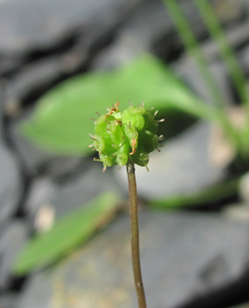 Изображение особи Hydrocotyle ramiflora.