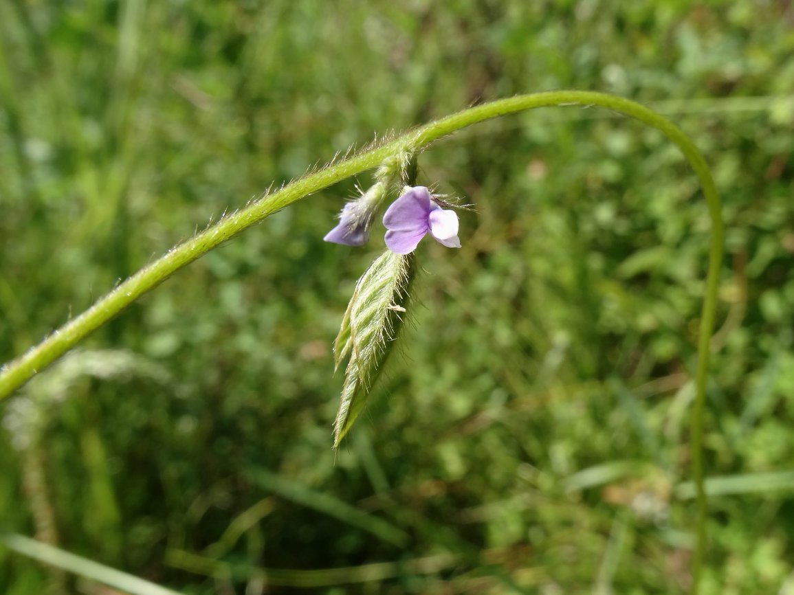 Изображение особи Glycine soja.