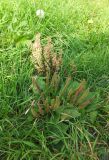 Plantago major. Плодоносящее растение в сообществе с плодоносящим Rumex sp. Кольский п-ов, Восточный Мурман, Дальние Зеленцы, возле крыльца Большого Дома. 20.08.2016.