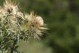 Cirsium semenowii