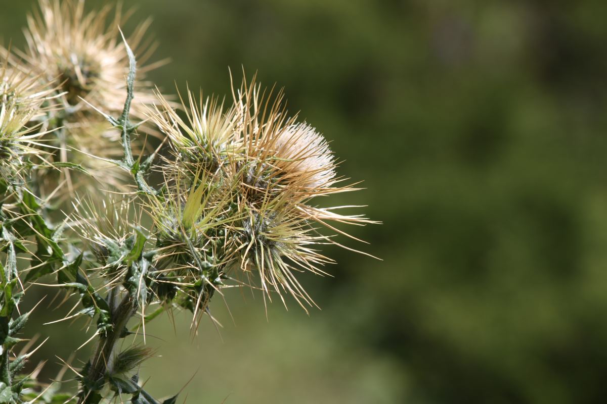 Изображение особи Cirsium semenowii.