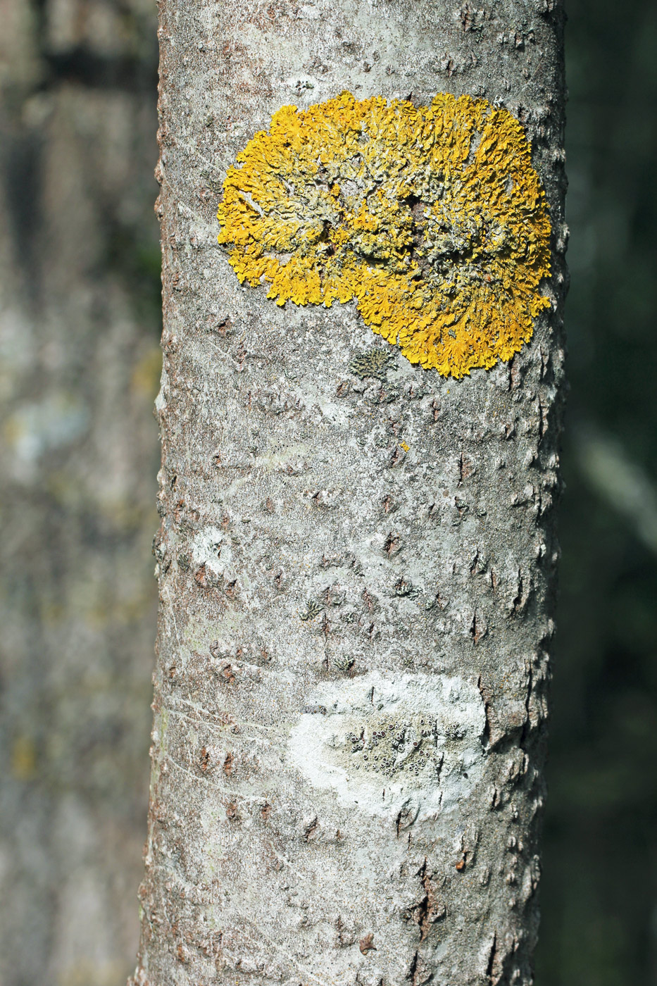 Image of Alnus incana specimen.