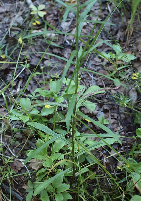 Изображение особи Hieracium umbellatum.