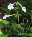 Drymosiphon grandiflorus. Верхушка цветущего растения (белоцветковая форма). Краснодарский край, Адлерский р-н, окр. пос. Красная Поляна, гора Аибга, водопад Поликаря, опушка леса, выс. ≈ 1500 м н.у.м. 19.09.2016.