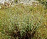 Centaurea jacea ssp. substituta