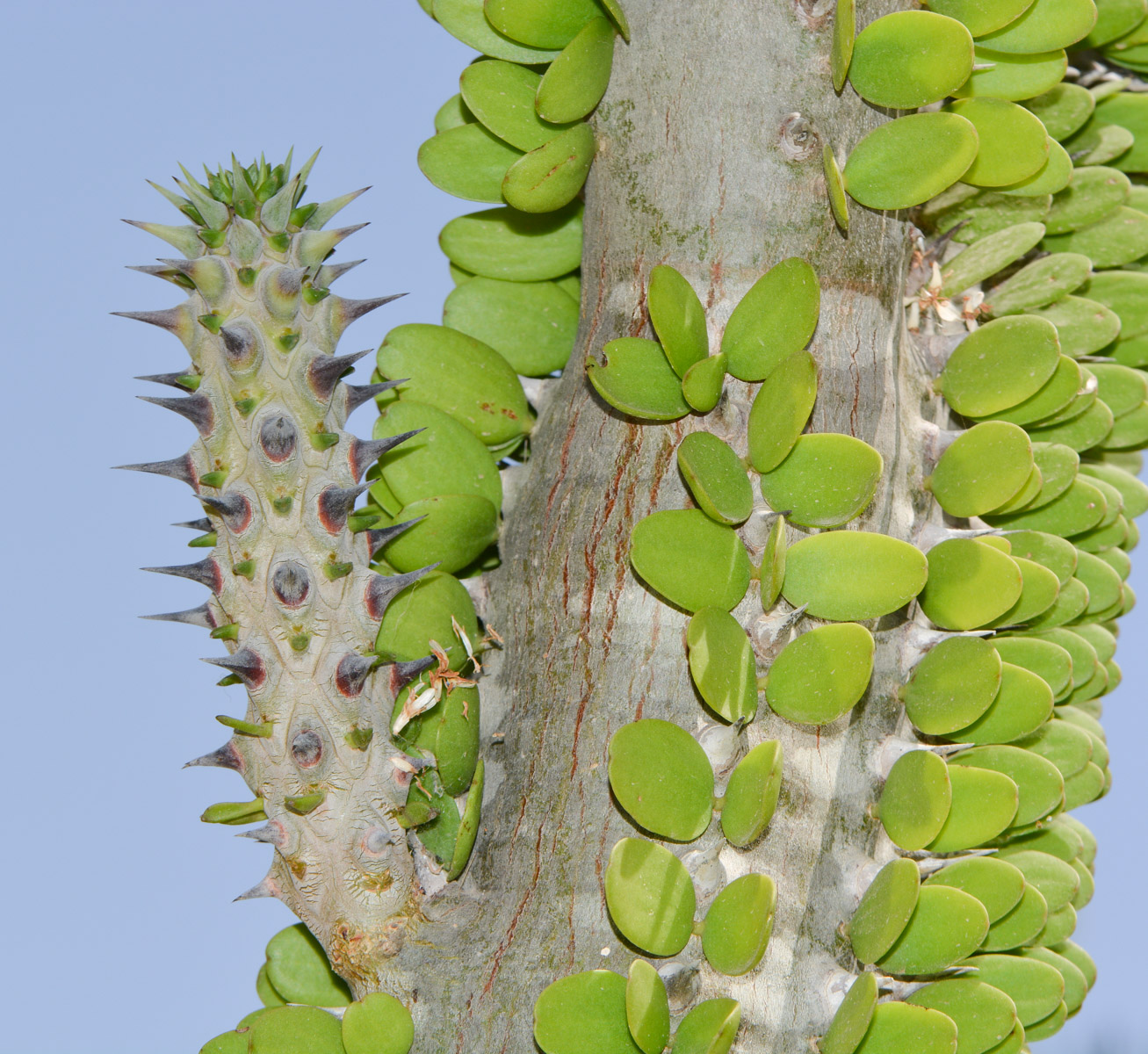 Image of Alluaudia ascendens specimen.