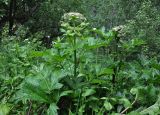 Heracleum sosnowskyi. Верхушка цветущего растения. Северная Осетия, Ирафский р-н, хр. Танадор, гора Кубус, выс. около 1800 м н.у.м., смешанный лес. 05.07.2016.