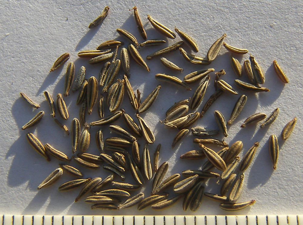 Image of Chaerophyllum bulbosum specimen.