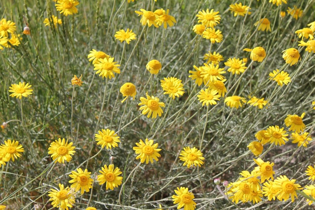 Изображение особи Anthemis tinctoria.