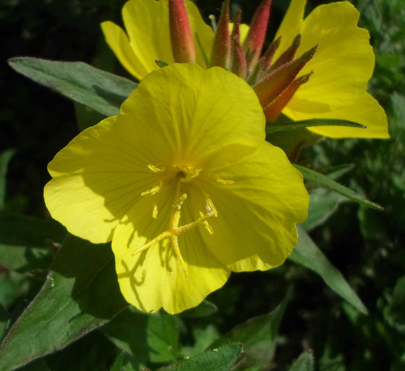 Изображение особи Oenothera pilosella.