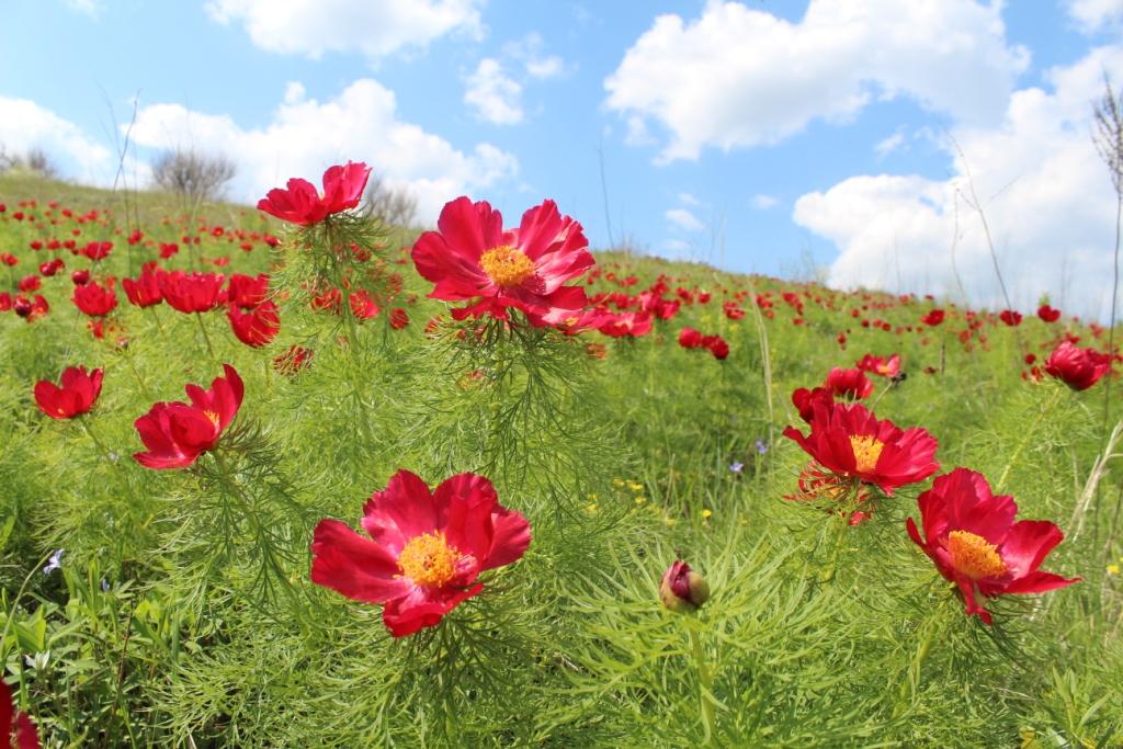 Image of Paeonia tenuifolia specimen.