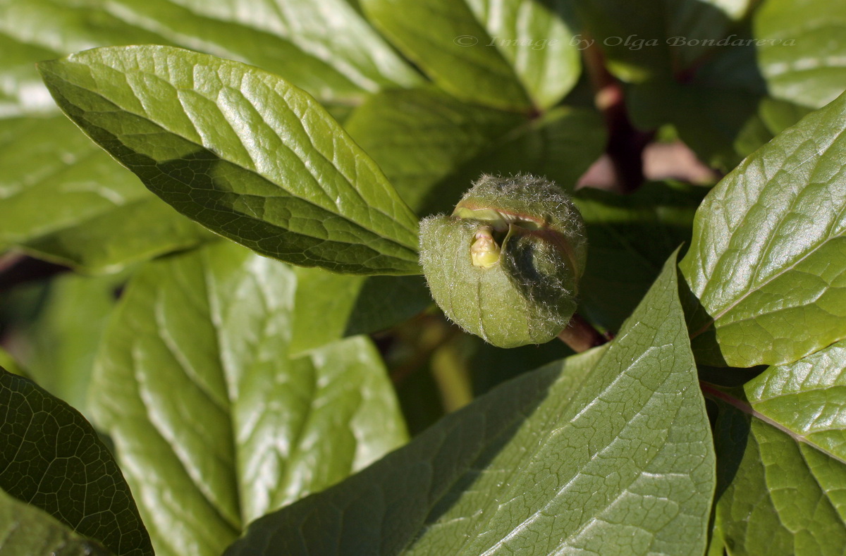 Image of Paeonia wittmanniana specimen.