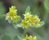 Sibbaldia procumbens. Верхушка цветущего растения. Камчатский край, Елизовский р-н, окр. пос. Родниковый, долина р. Вилюча, ручей Спокойный, кустарниковая горная тундра. 08.07.2016.