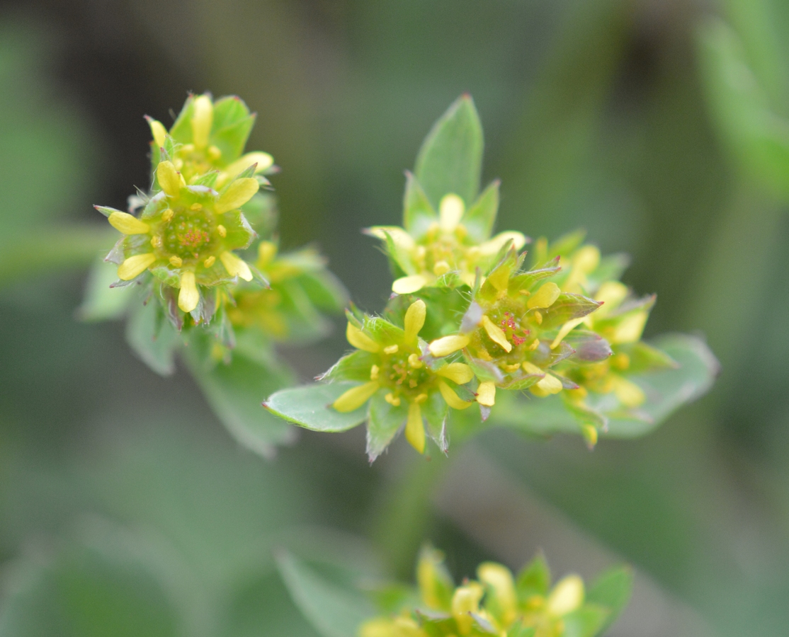 Изображение особи Sibbaldia procumbens.