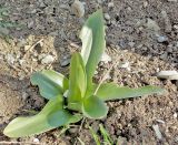 Orchis &times; wulffiana nothosubsp. suckowii