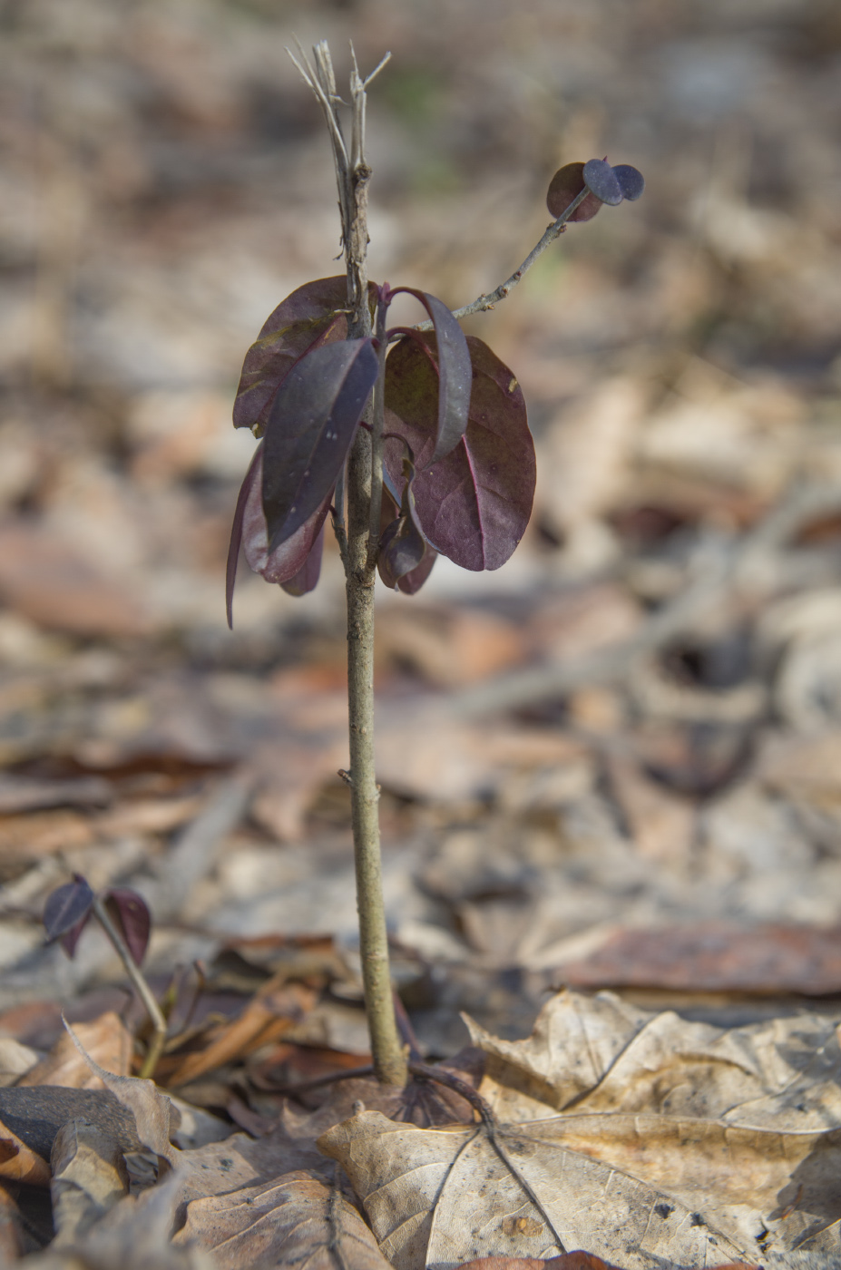 Image of Ligustrum vulgare specimen.