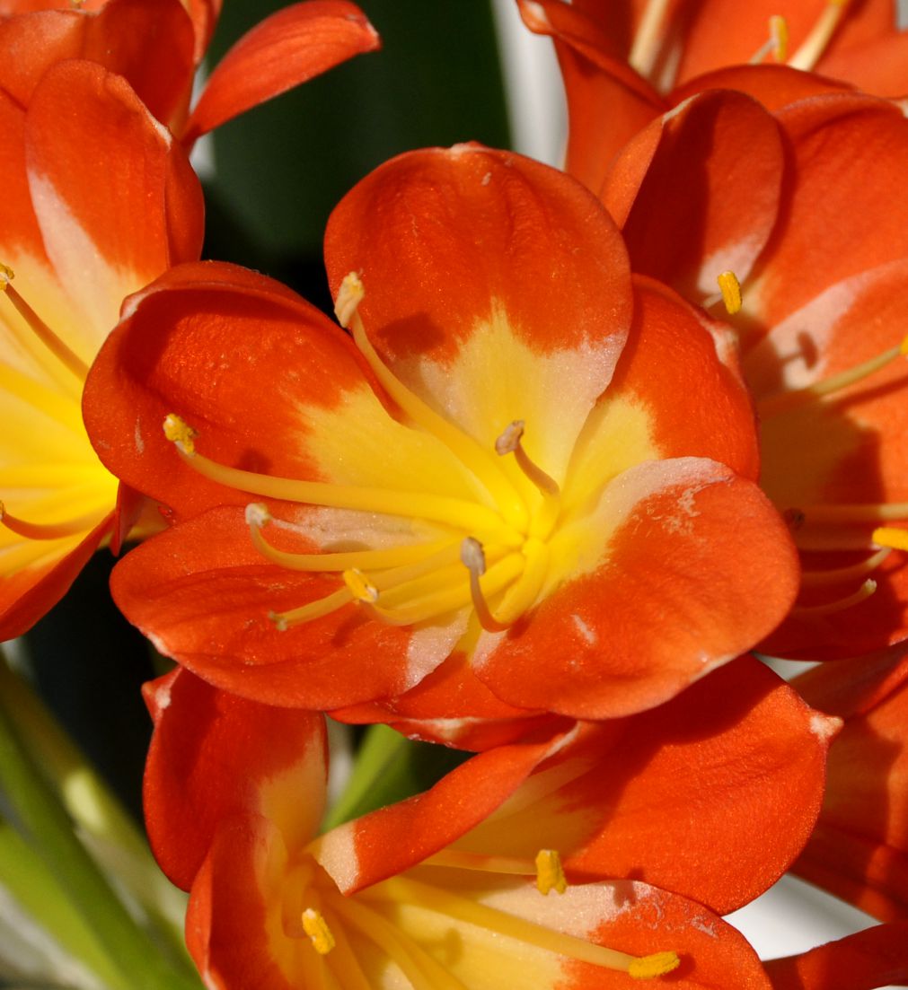 Image of Clivia miniata specimen.