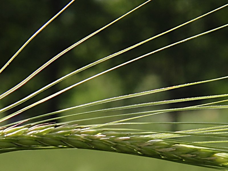 Image of Hordeum distichon specimen.