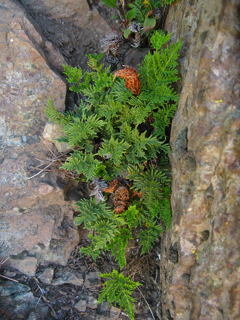 Изображение особи Cheilanthes glauca.