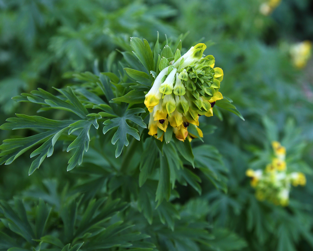 Image of Corydalis nobilis specimen.