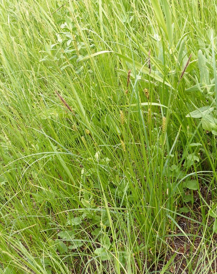 Image of Carex melanostachya specimen.
