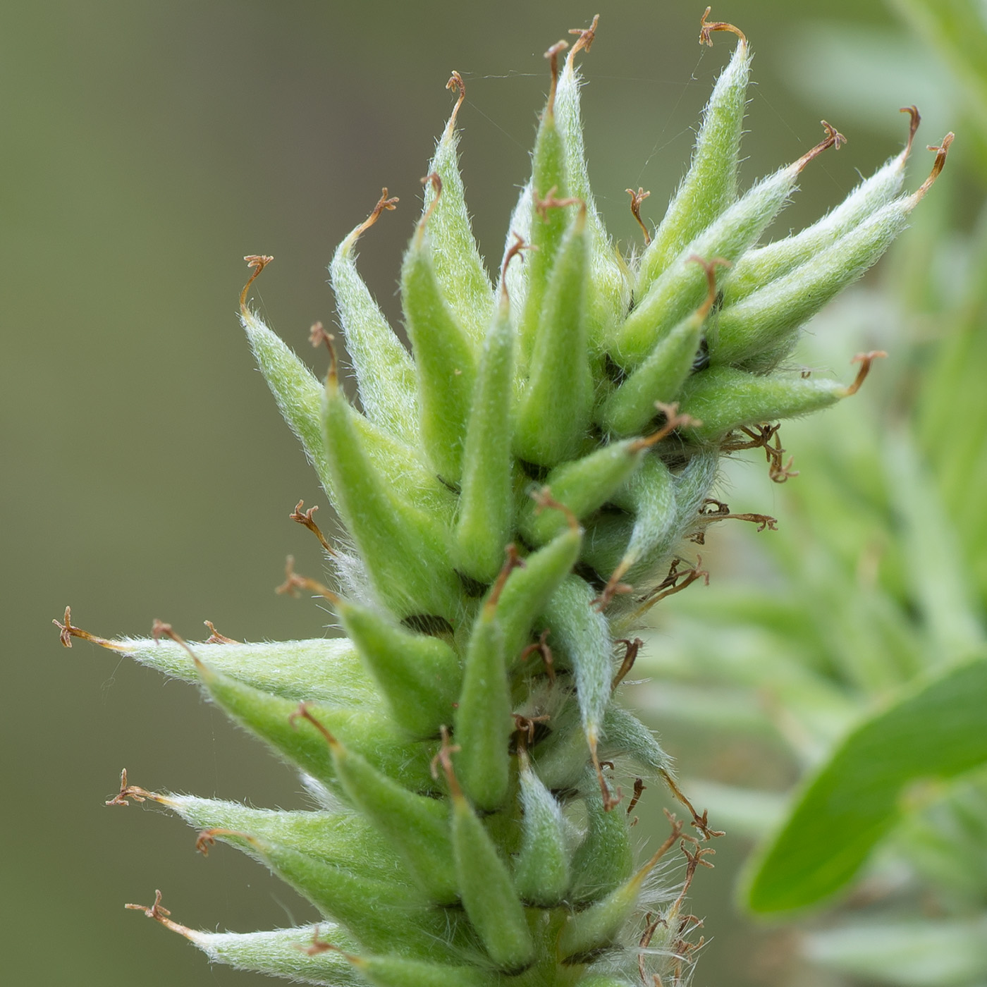 Image of Salix gmelinii specimen.