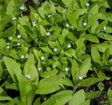 Myosotis sparsiflora