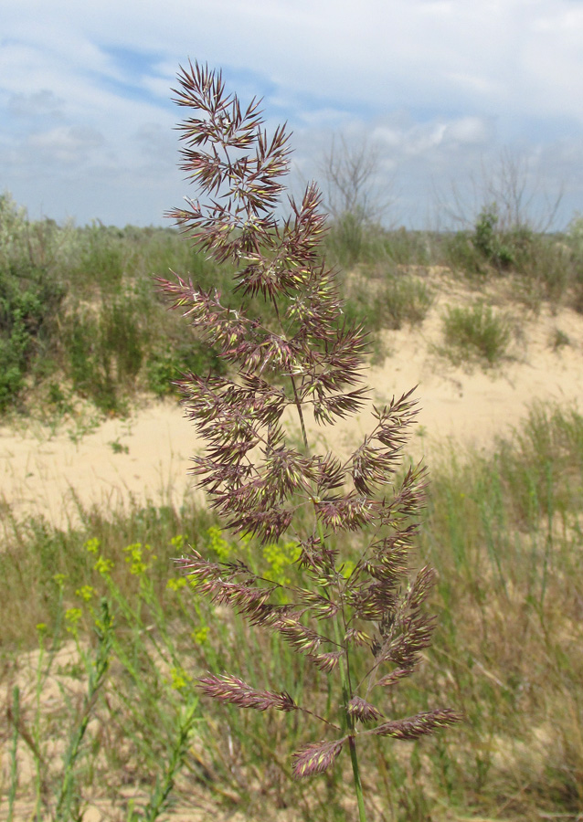 Изображение особи Calamagrostis pseudophragmites.