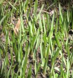 Tulipa sylvestris