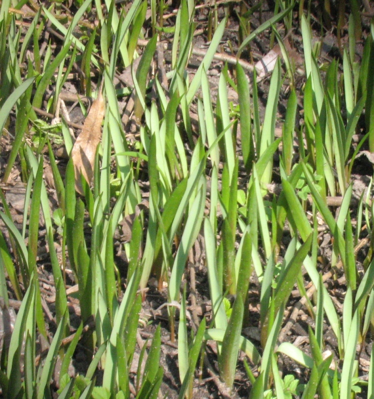 Изображение особи Tulipa sylvestris.