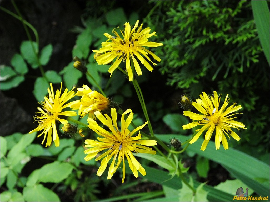 Image of Crepis paludosa specimen.