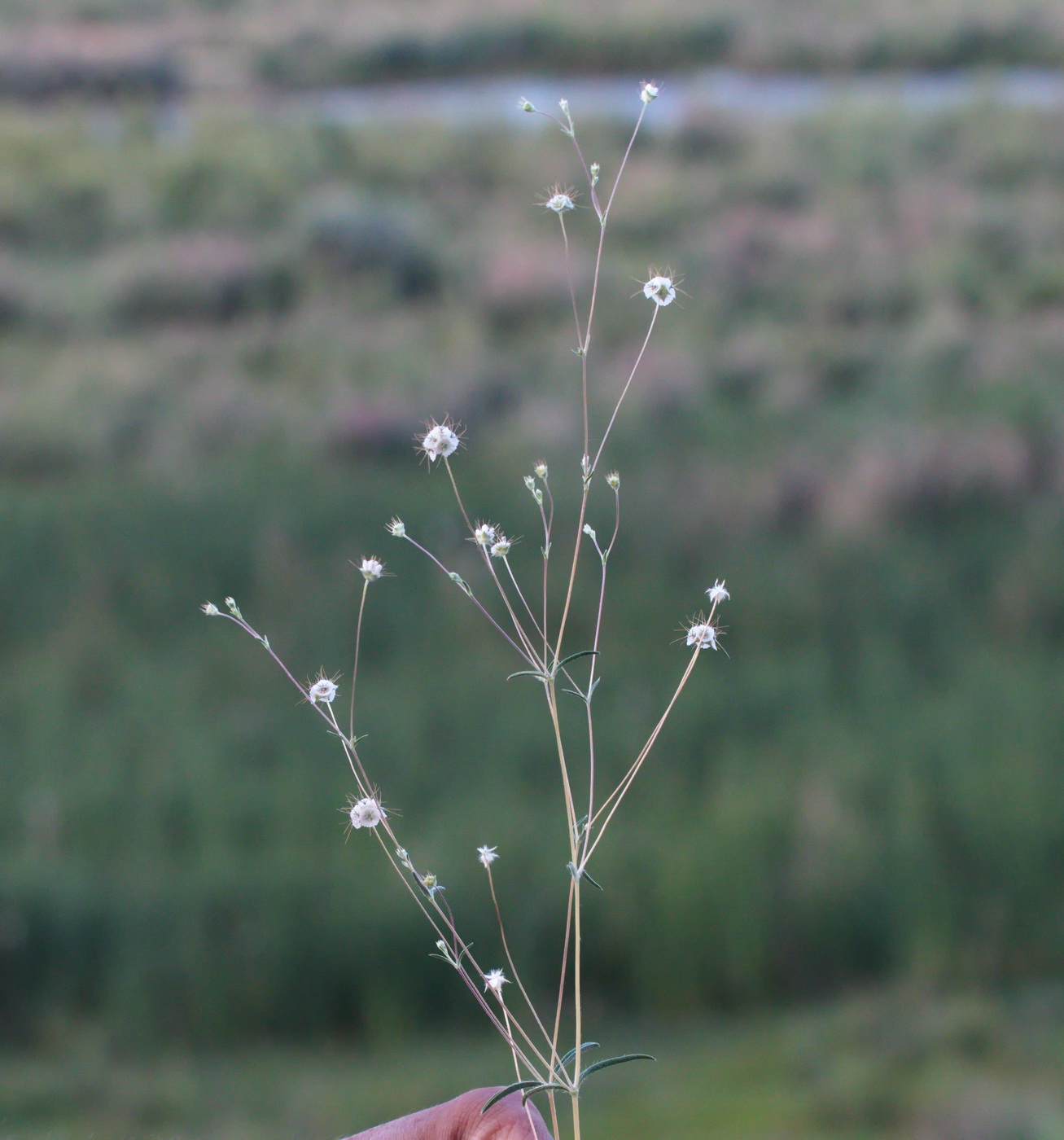 Image of Lomelosia olivieri specimen.