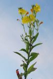 Oenothera biennis