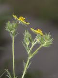 Potentilla astracanica