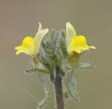 Linaria simplex