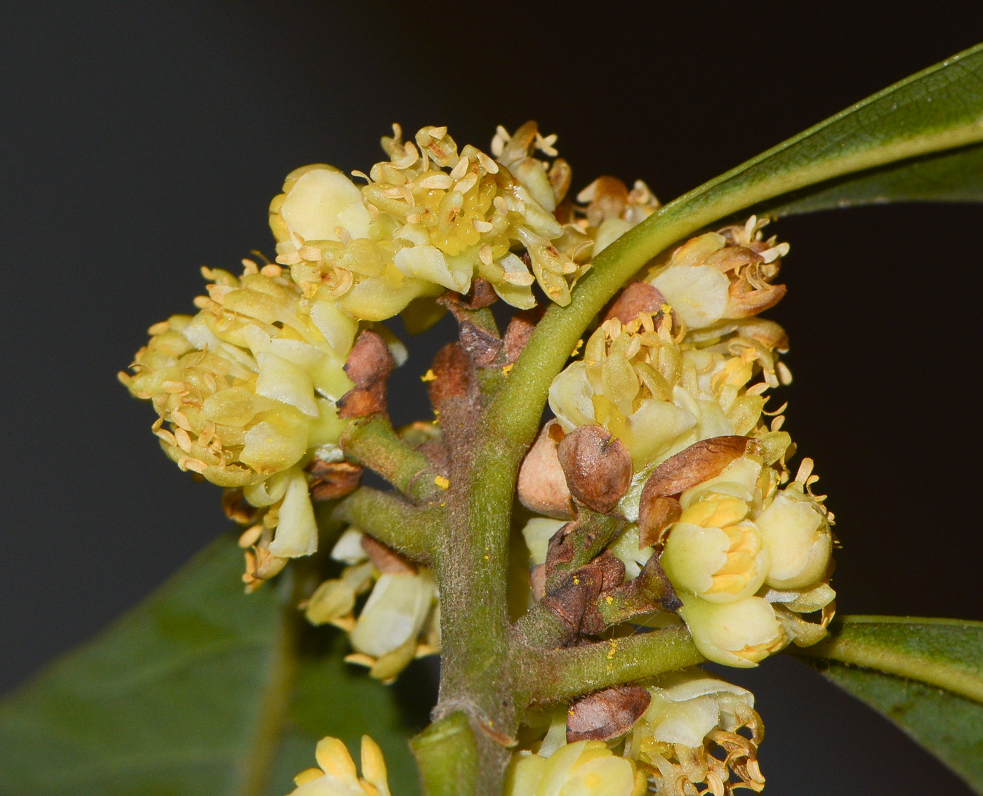 Image of Laurus novocanariensis specimen.