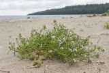 Cakile baltica. Цветущее растение. Ленинградская обл., Кингисеппский р-н, Кургальский п-ов, окр. дер. Тисколово, побережье Финского залива. 25.08.2017.