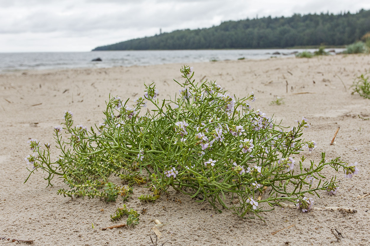 Image of Cakile baltica specimen.