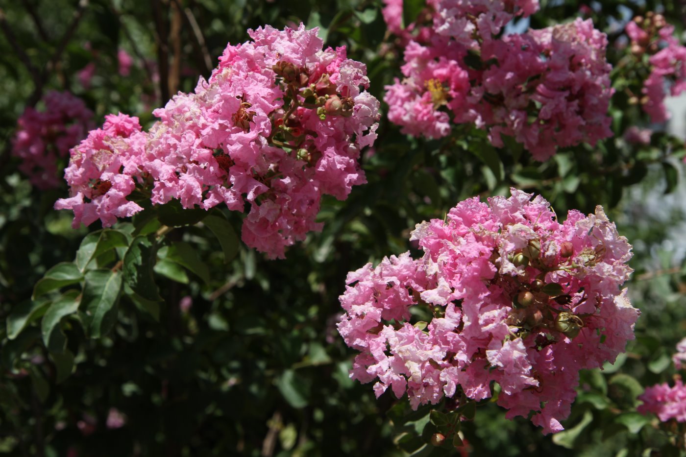 Изображение особи Lagerstroemia indica.